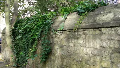 ivy01