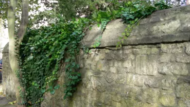 ivy01