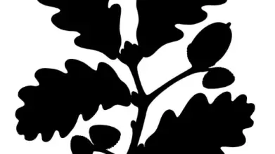 nt logo
